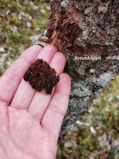 Kuvassa rakkosammal ja ketunkääpä