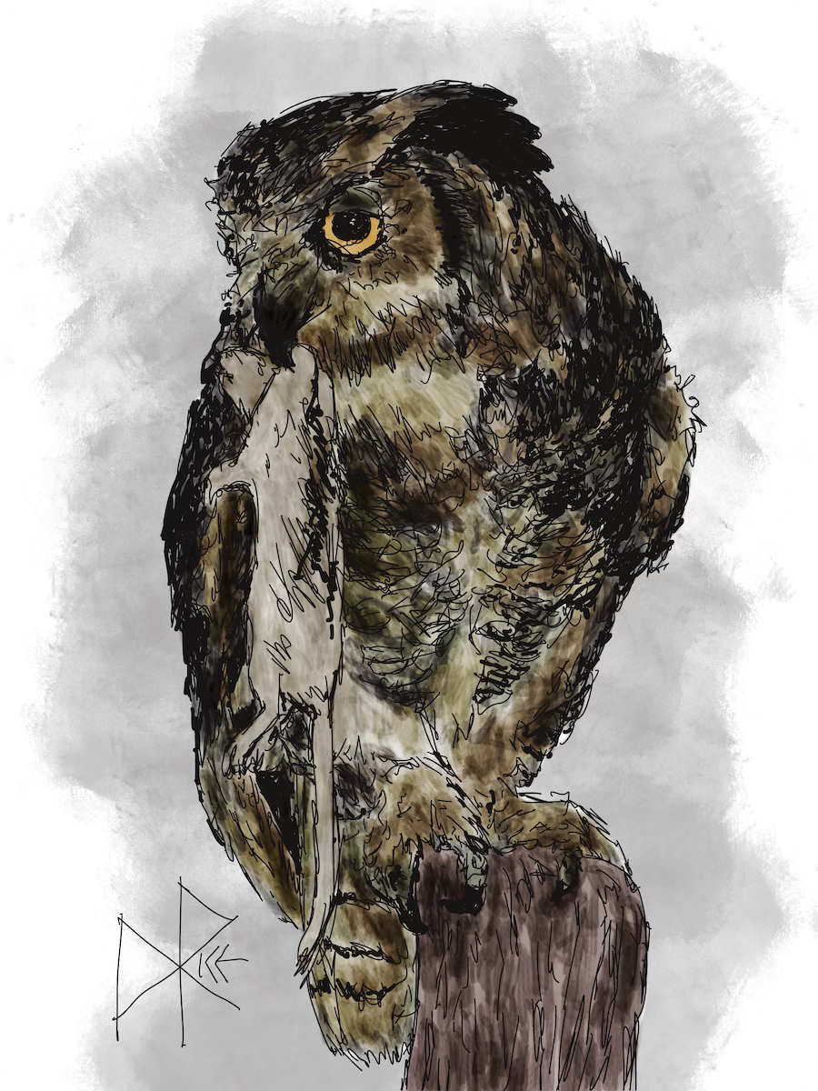 A great horned owl, a.k.a. ‘hoot owl’ or ‘tiger owl’, clings to the top of a fence post while carrying a pretty large rat in its beak. Sketch art by Don Rice. A great horned owl, a.k.a. ‘hoot owl’ or ‘tiger owl’, clings to the top of a fence post while carrying a pretty large rat in its beak. Sketch art by Don Rice.