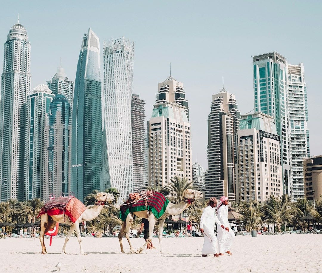 camels on beach sands