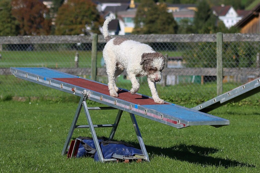 A. Buser, CC BY-SA 3.0 CH, via Wikimedia Commons