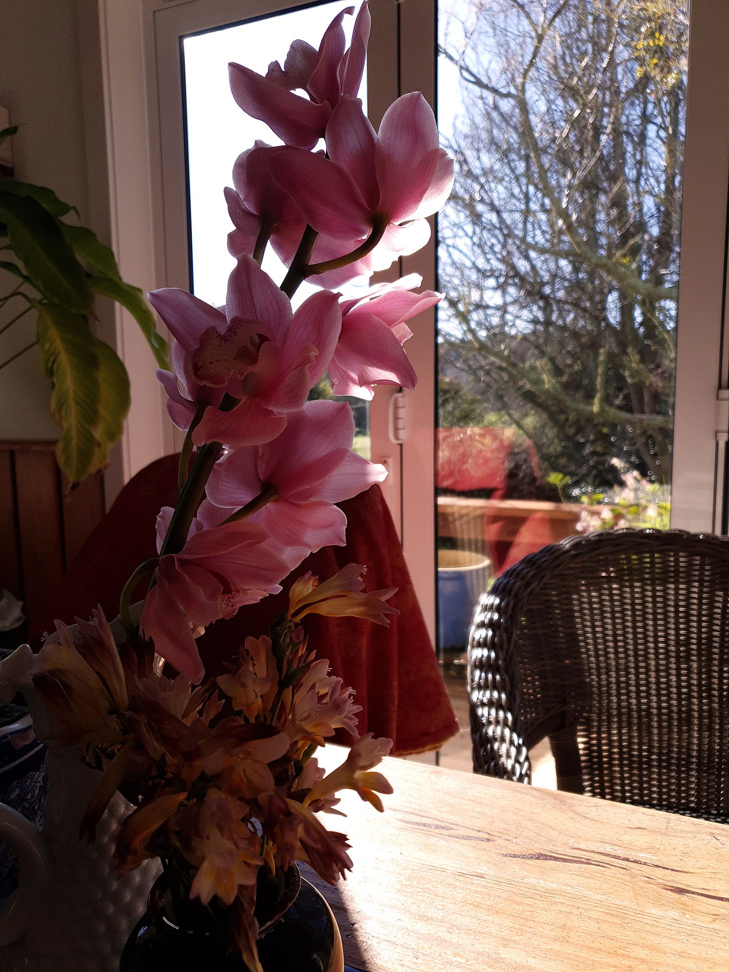 Flowers on the table in the morning sunlight. So love this space to sit, wakeup, write and dream. Sunshine on my shoulders.