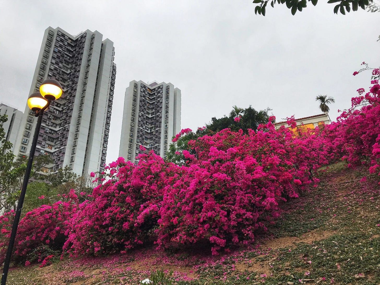 Fuchsia on Fuchsia on Fuchsia at Tsing Yi Park Fuchsia on Fuchsia on Fuchsia at Tsing Yi Park