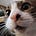 Jessica Rossington's avatar