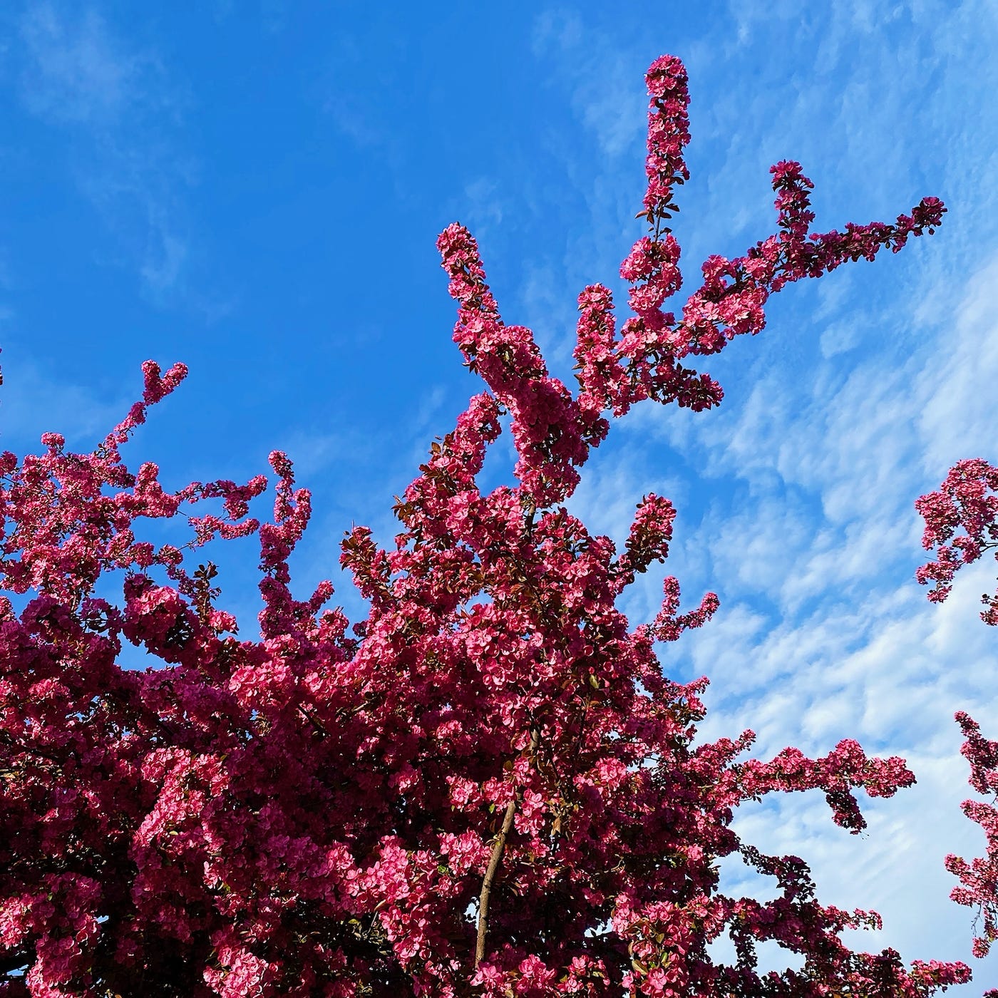 Blossoming trees in deep pink against a blue sky Blossoming trees in deep pink against a blue sky