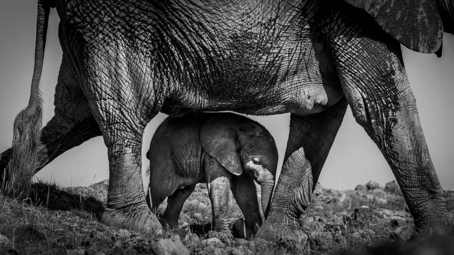 A mother elephant walks with a calf walking directly beneath its belly. A mother elephant walks with a calf walking directly beneath its belly.