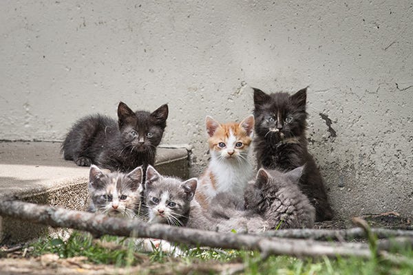 Community Cats • Pet Resource Center of Kansas City