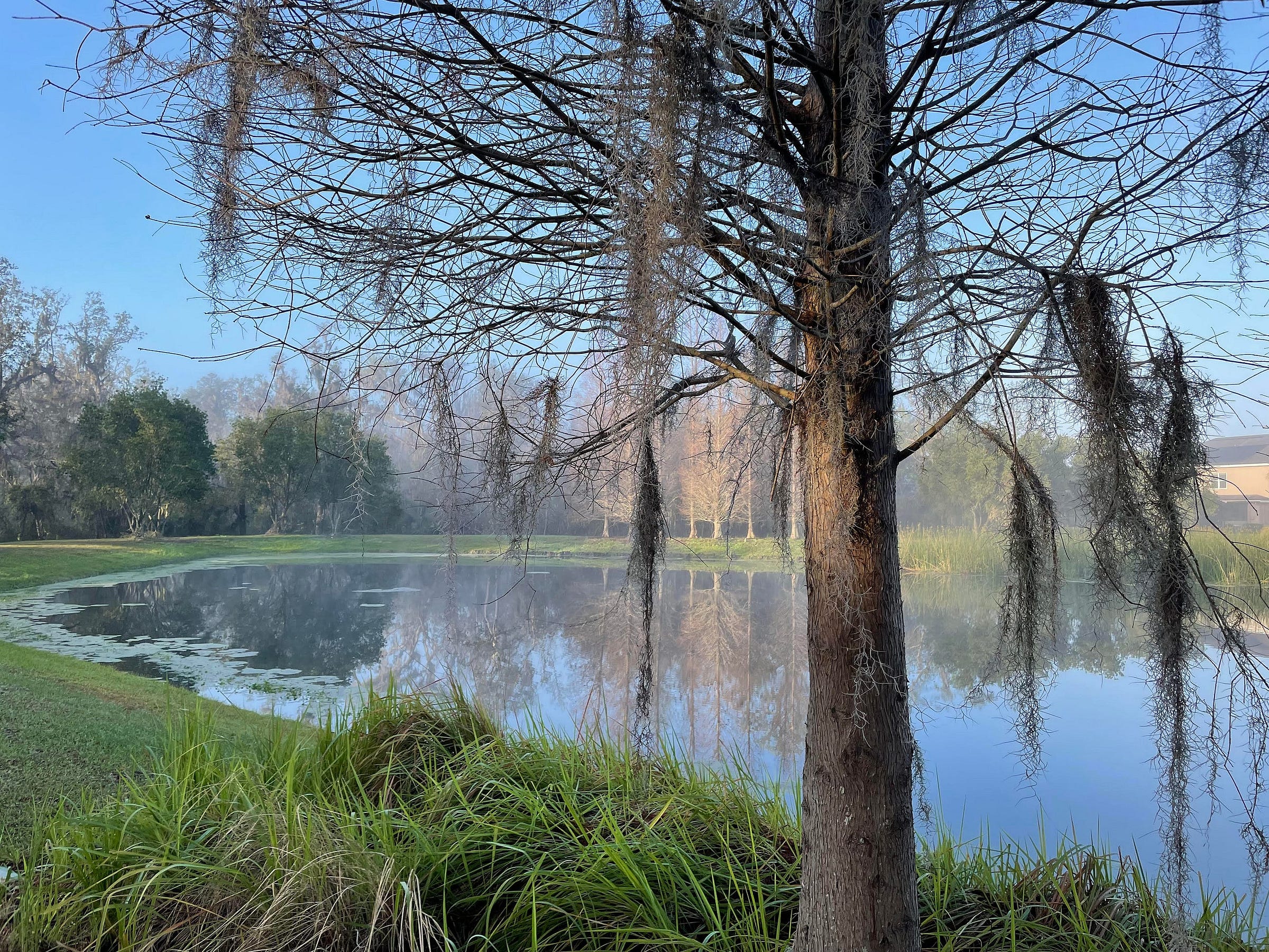 Trees with Spanish moss around a small blue pond and sky