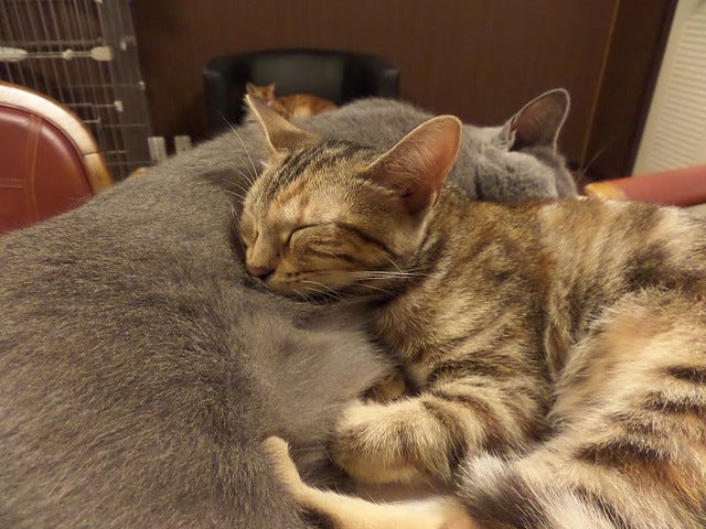 Cat Cafe Nanny Cat Cafe Nanny