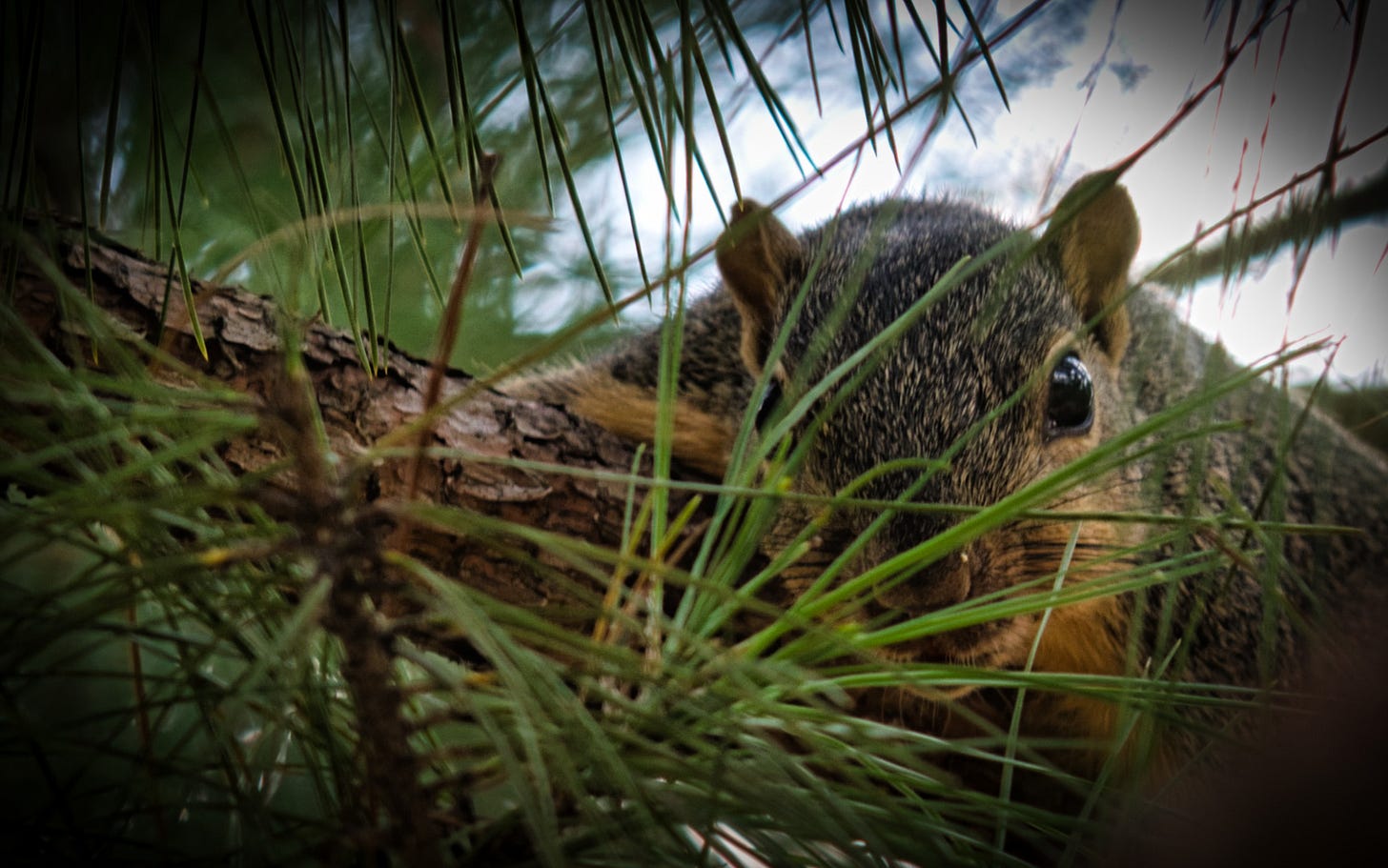 The face of a brown squirrel peeking through the needles of a pint tree