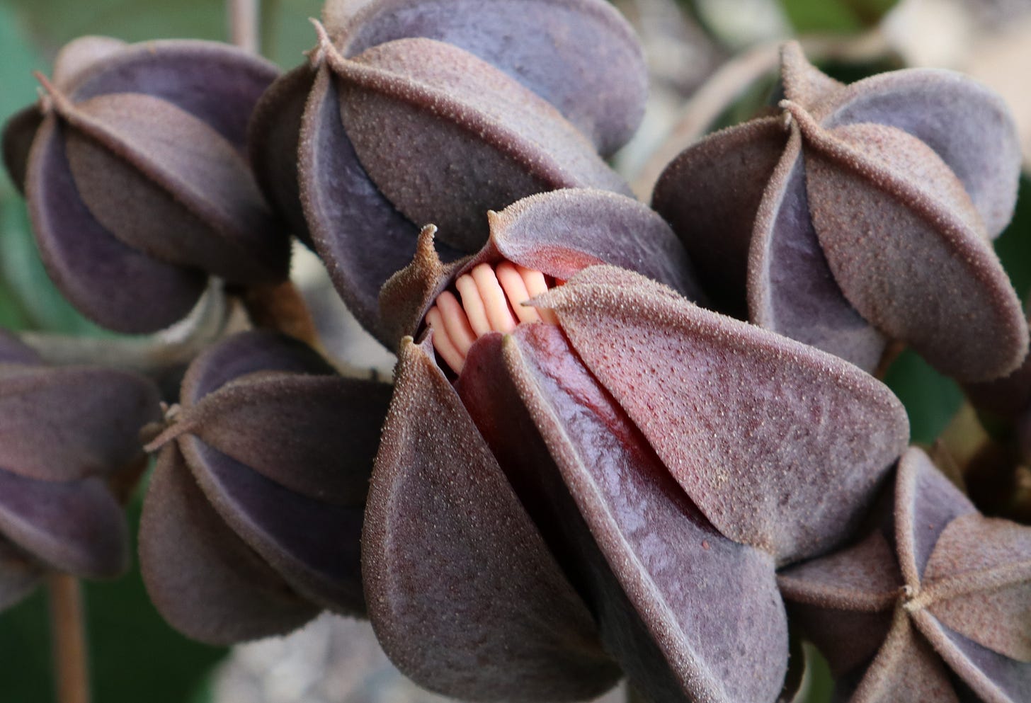 A close up image of brown flower buds with stamens showing where the bud is splitting, almost looking like teeth