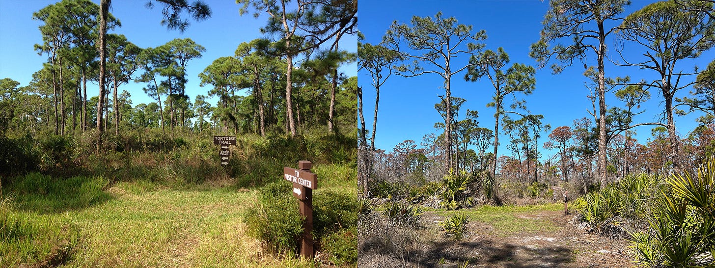 Two scenes of the same pine flatwoods, the older one with healthy trees, the newer with dead trees
