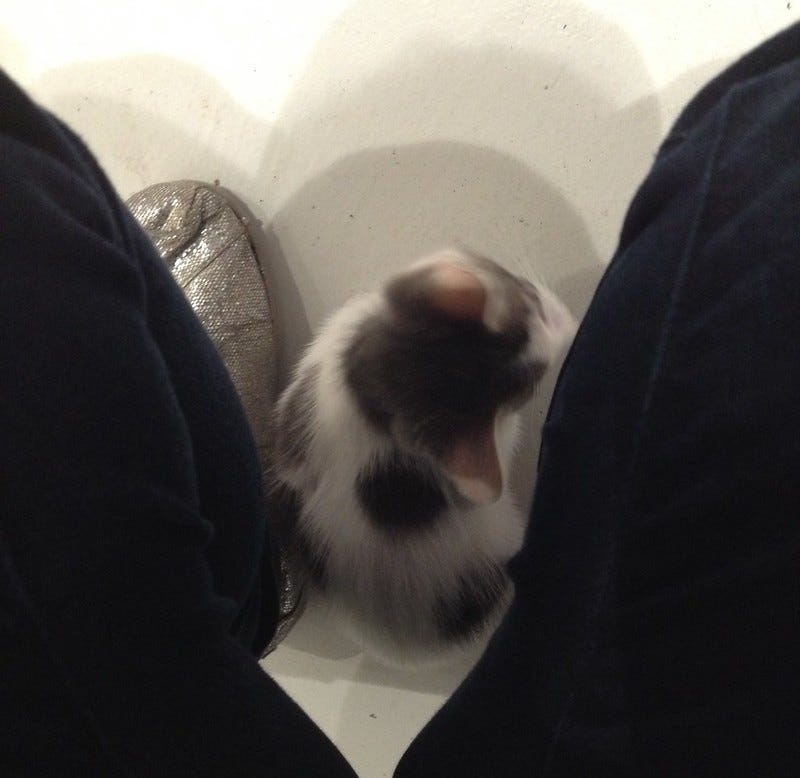 Kitten between legs Kitten between legs