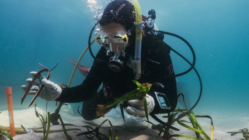 Seagrass transplant project declared a success in Port Stephens - ABC News