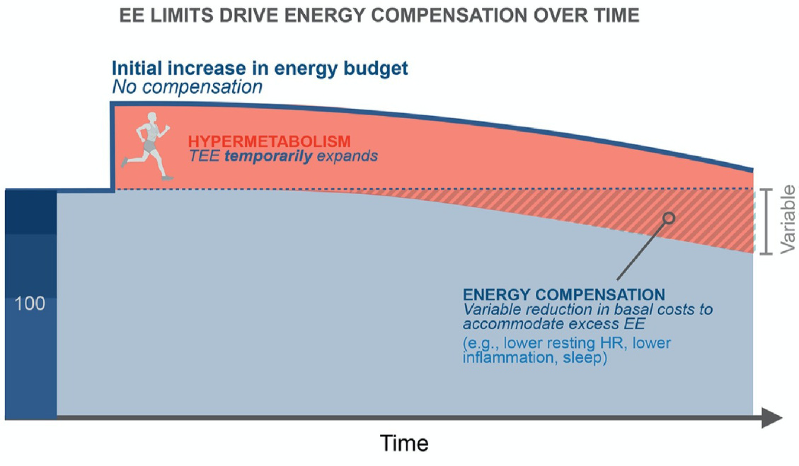 Figure showing how energy expenditure limits drive energy compensation over time. Figure showing how energy expenditure limits drive energy compensation over time.