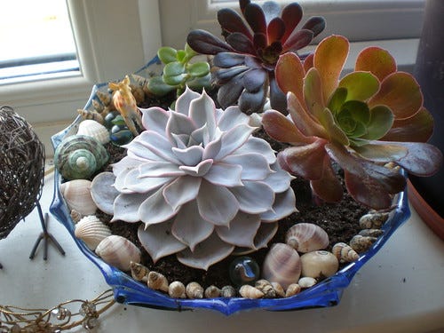 Succulent Garden a Week Later Succulent Garden a Week Later