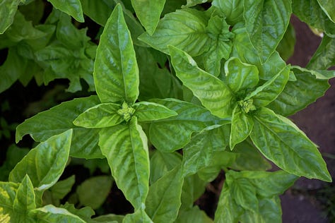 various basil plant varieties