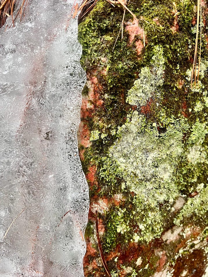 Different colours of green lichens and mosses on a rock; red and brown lichen; a piece of bark on the snow that is covered in lichens; a close up of ice melting off of a mossy rock.