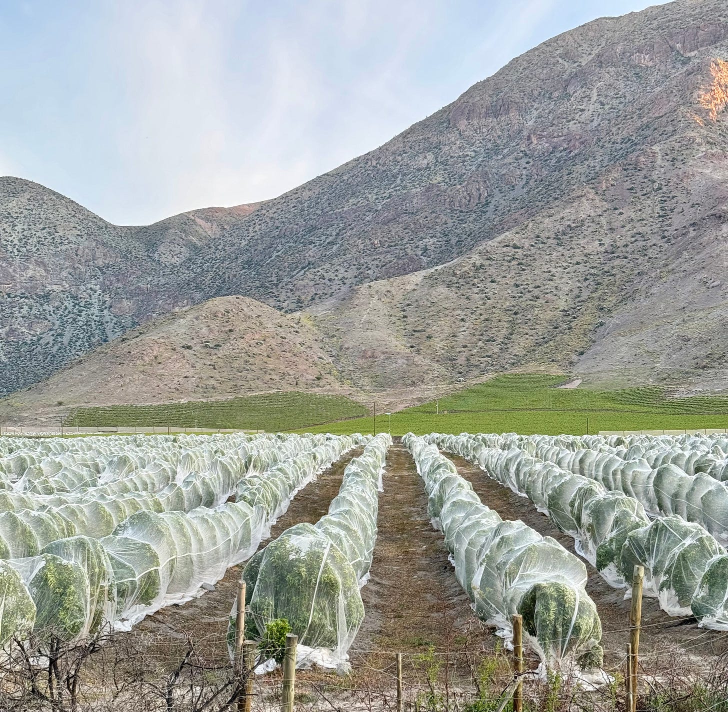 Mandarinos cubiertos individualmente con mallas antipolinización en el Valle del Elqui. Foto propia. Mandarinos cubiertos individualmente con mallas antipolinización en el Valle del Elqui. Foto propia.