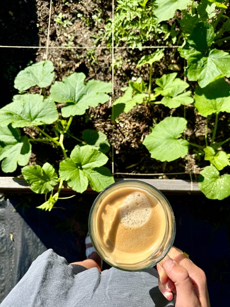watermelon, coffee with garden, coffee with friends, patio partio, friends at party, party dish, husband and wife at wedding, shoes and weights, family