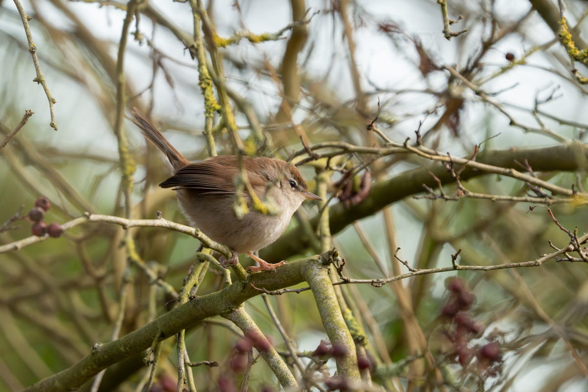 A very round brown bird with pink feet looks to the right A very round brown bird with pink feet looks to the right