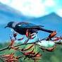 Mountain Tūī's avatar