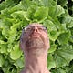 Kopfsalat
