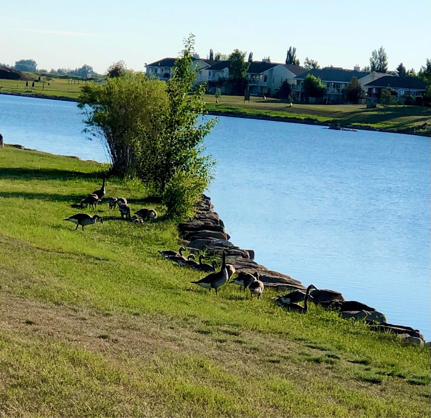 Photo by author - the babies fall over each other getting back into the water