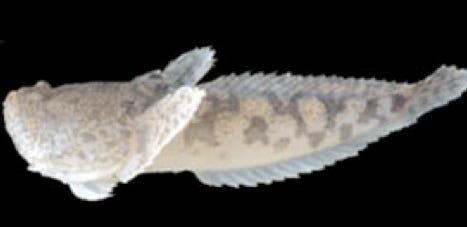 toadfish