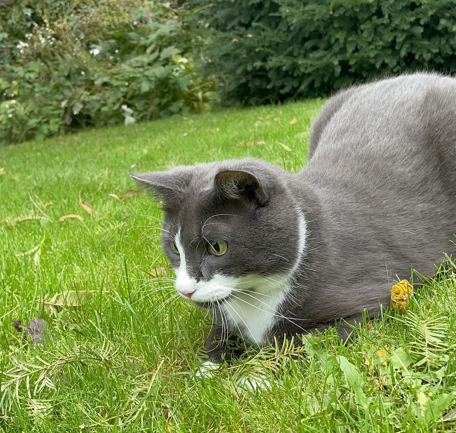Monty is loafing in the grass outside, looking intensely at something. Monty is loafing in the grass outside, looking intensely at something.