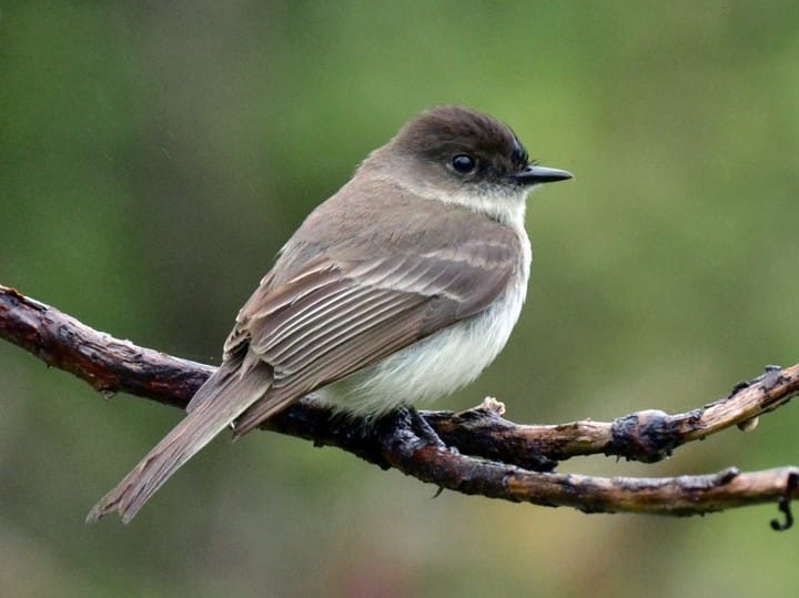 Phoebes Nest in Our Front Porch