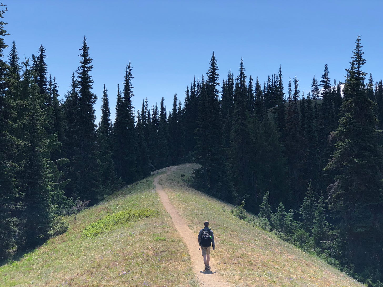 A young man hiking along a dusty trail through an alpine meadow into pointy evergreen trees.  The sky is bright blue.