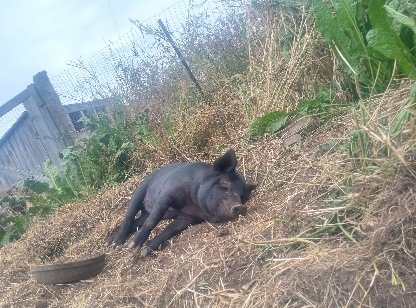 A small, black pig smiles as she sunbathes amonst horseradish plants.