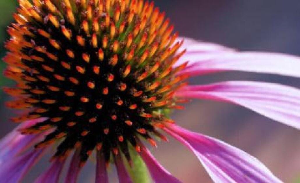 Natural alternatives for infection