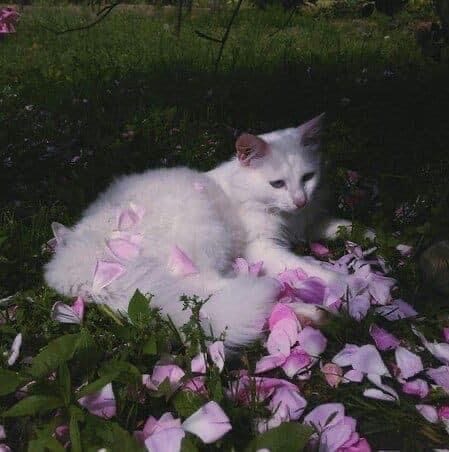 Artwork for prosechengal ⋆˚࿔