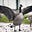 Migrating Goose's avatar