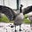 Migrating Goose's avatar