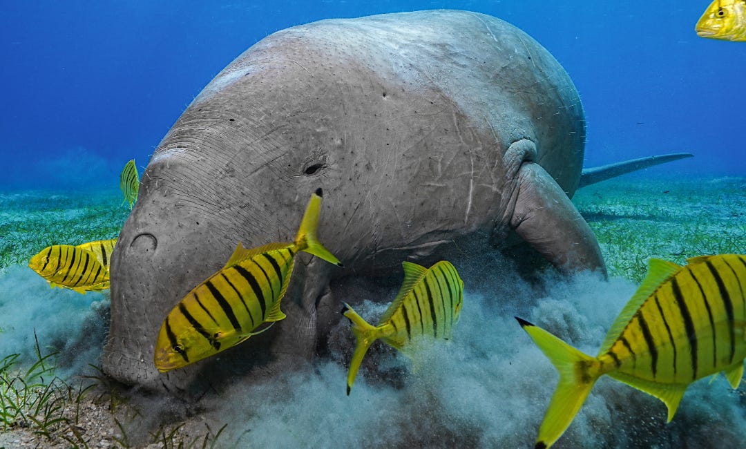 Chapter 9: The Kingdom of Animals - Mammals