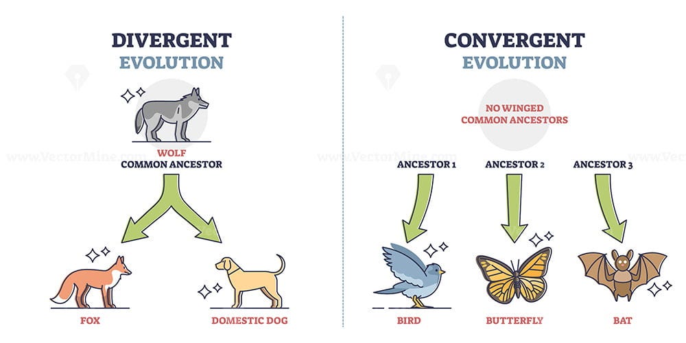 Divergent vs convergent evolution with ancestors development outline diagram – VectorMine Divergent vs convergent evolution with ancestors development outline diagram – VectorMine