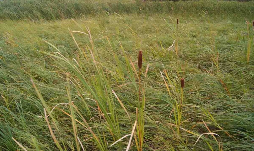Broad Leaf Cattail Broad Leaf Cattail