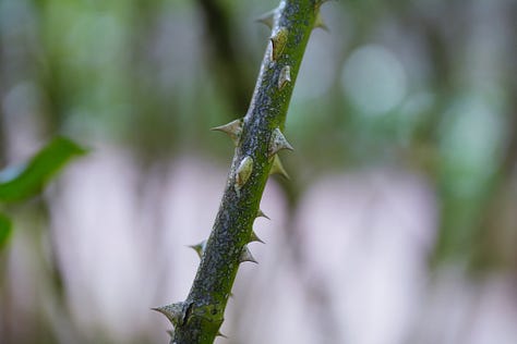 Roses, thorns, buds