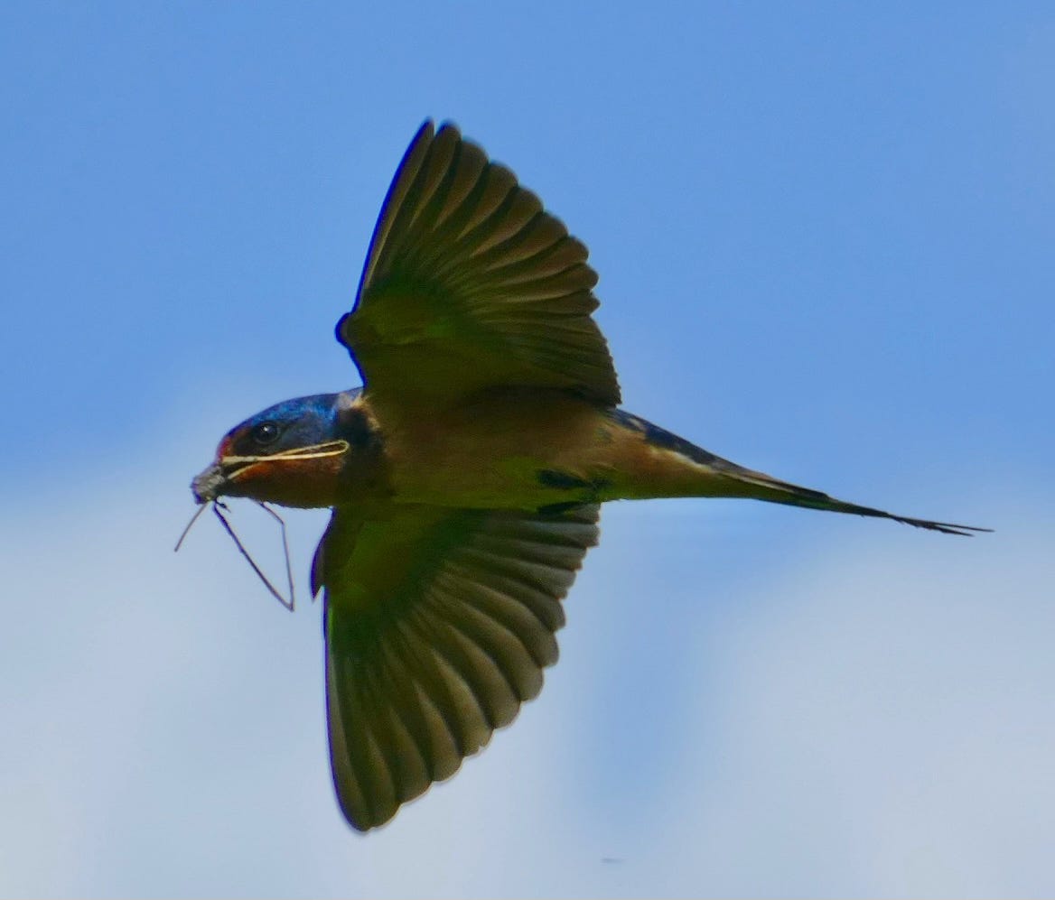 Cliff or barn swallow carrying mud to nest