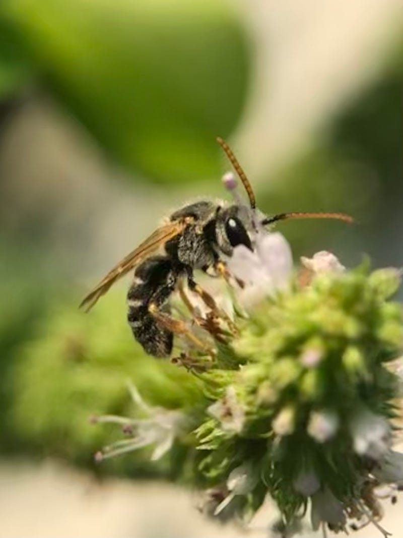 Bee on mint