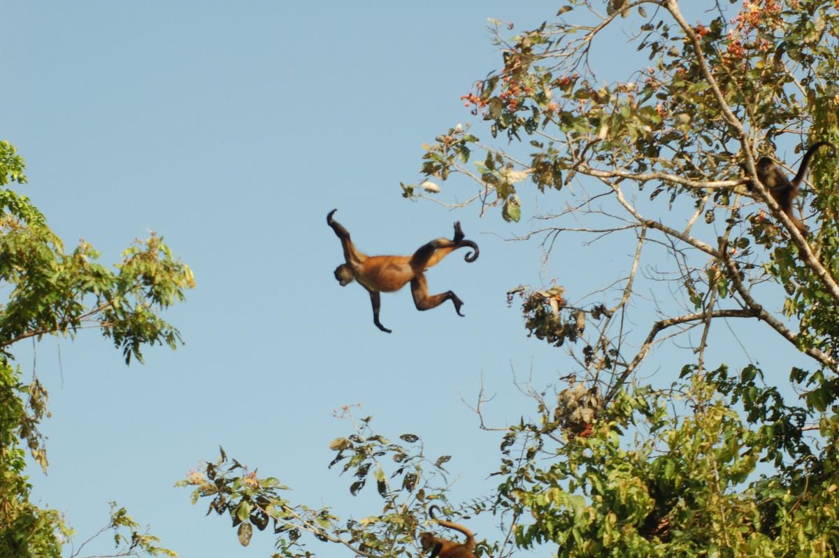 http://www.brandlauncher.com/sites/default/files/Blog%20-%20Monkey%20jumping%20monkey.jpg