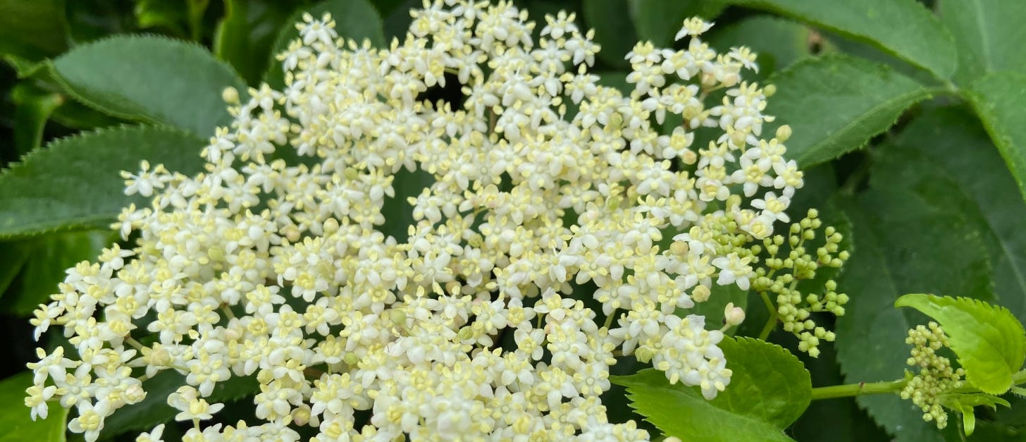 A large flat head composed of small white flowers