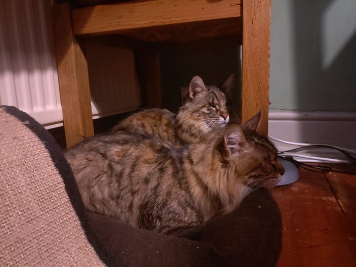 Left - Rosie sitting on a char at the table. Right - Milly and Rosie sharing a cat-bed next to the radiator.