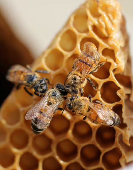 Bee. Via Shelby Cohron on Unsplash