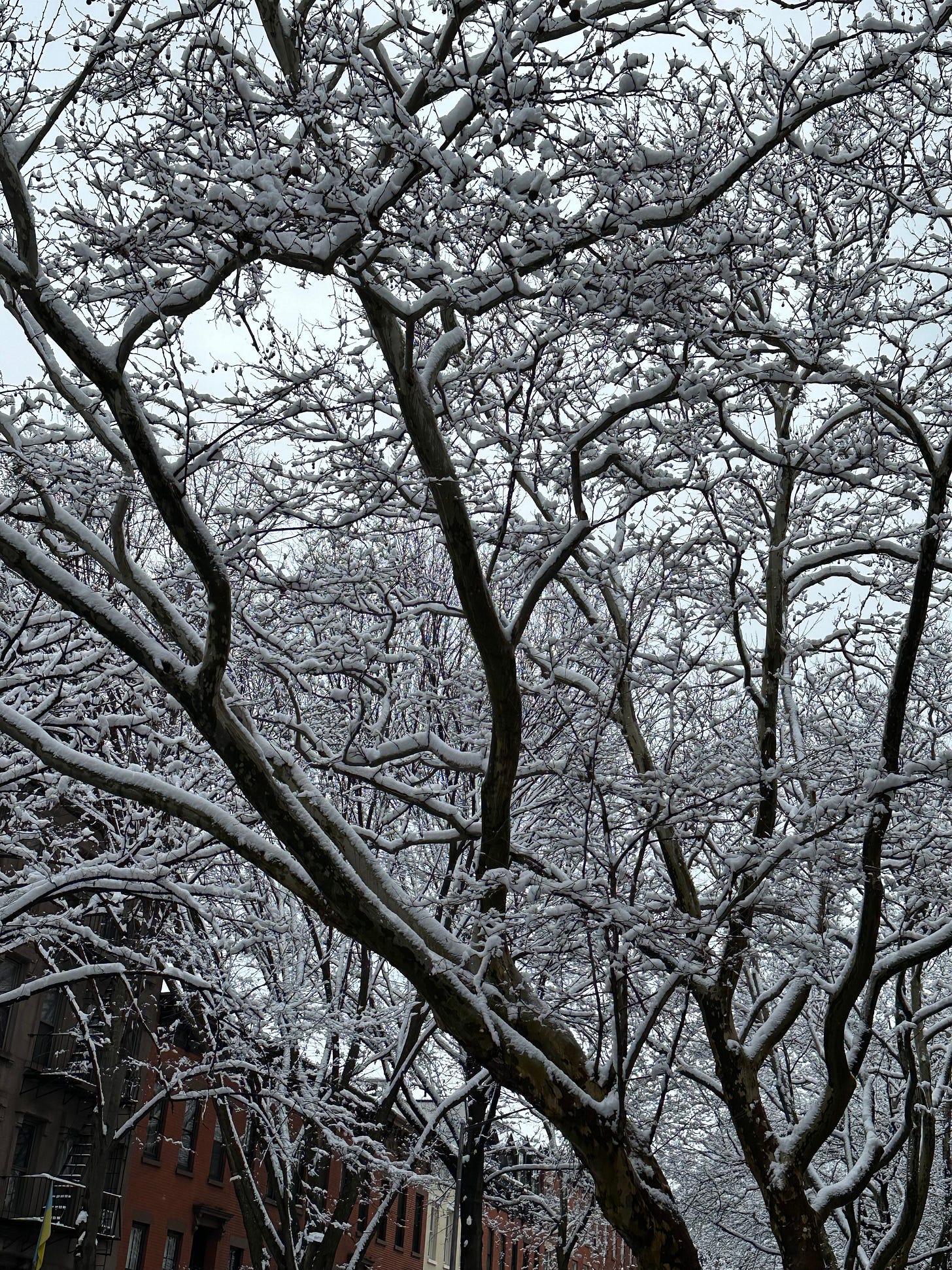Snow-covered trees, the kind we thought might never exist again in New York City. Snow-covered trees, the kind we thought might never exist again in New York City.