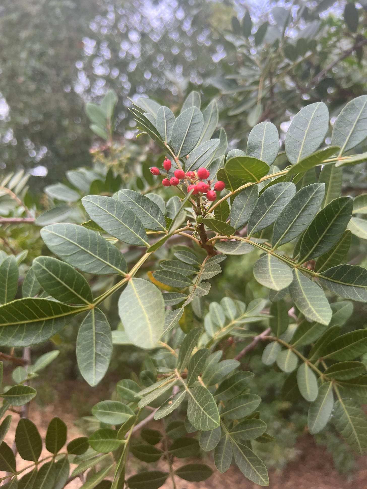 A close of up green leaves and a cluster of red berries