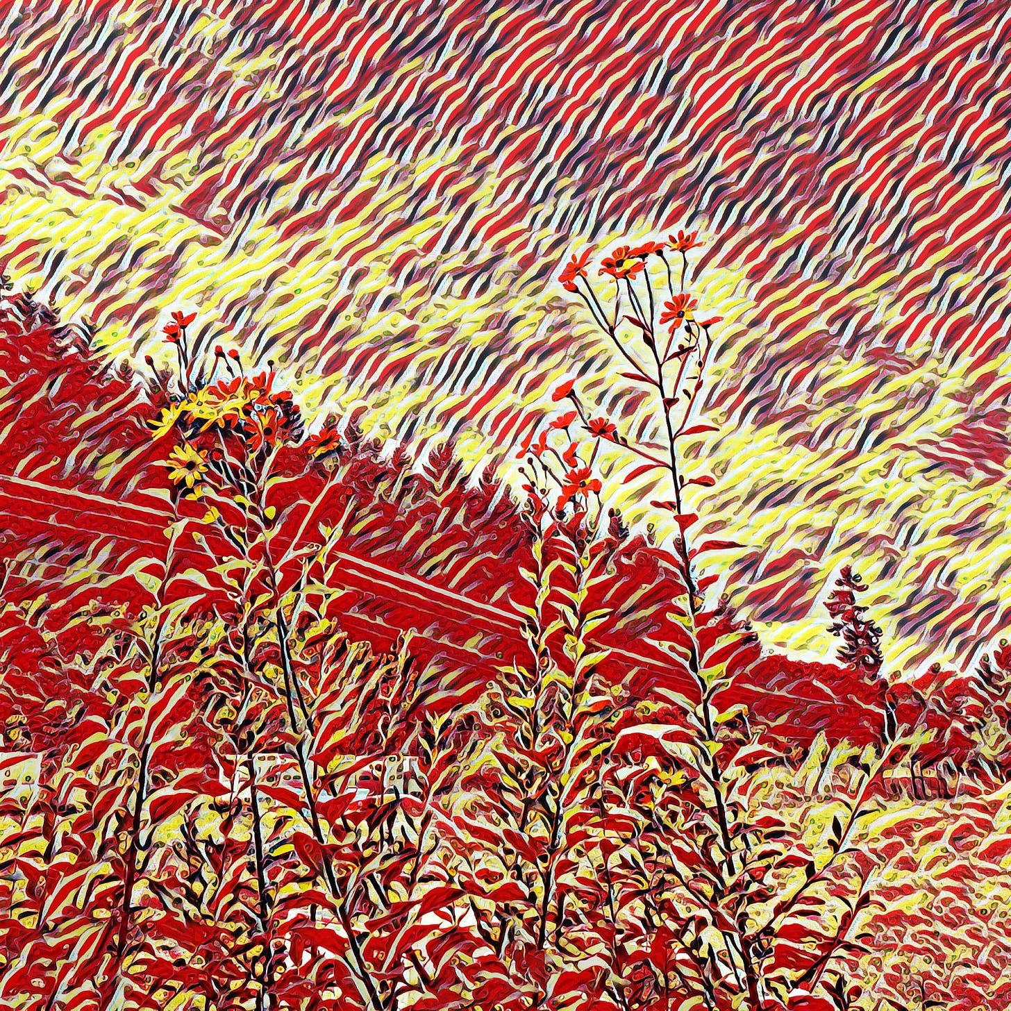 Sunchoke Flowers On A Sunny Afternoon.