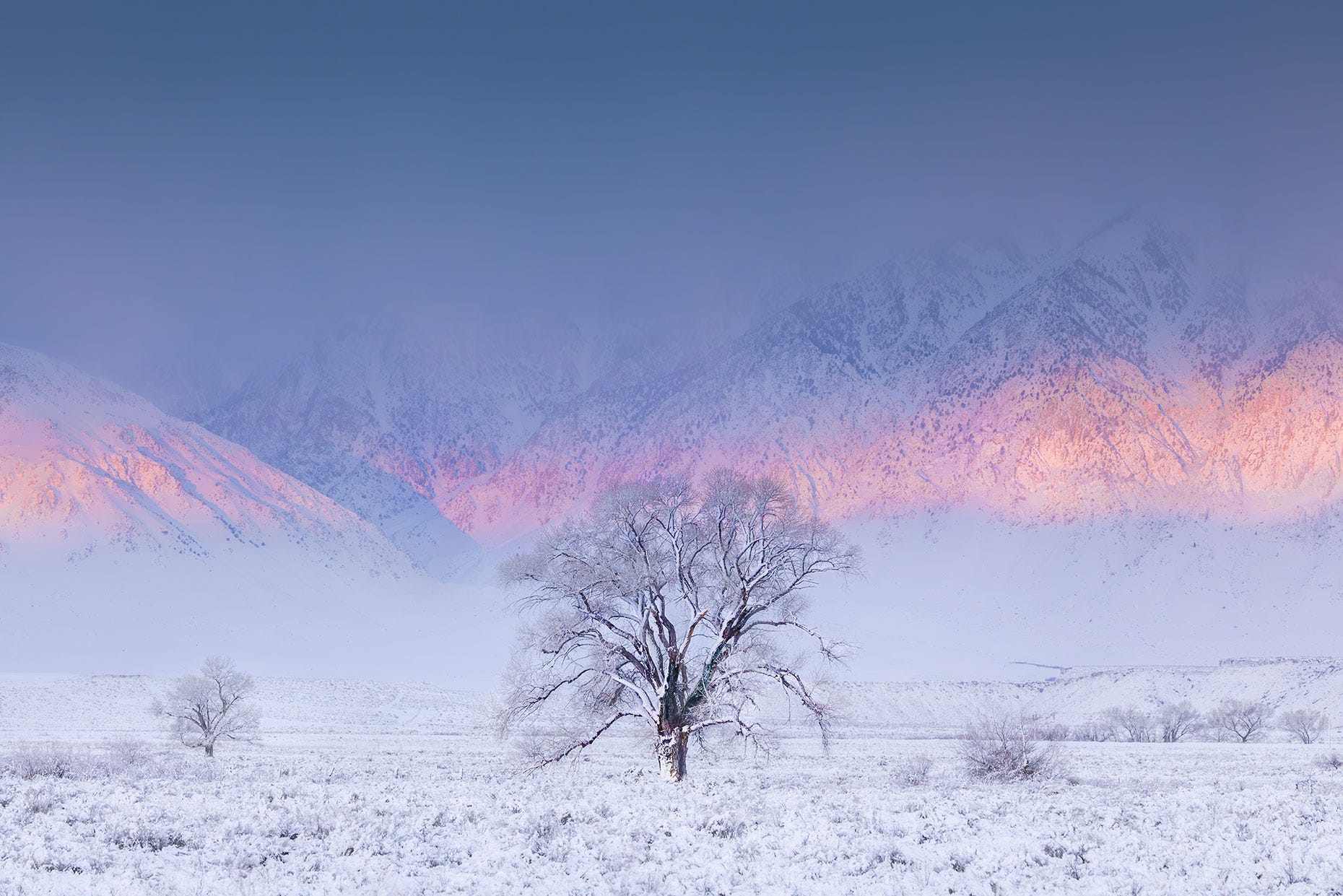 Rooted in Winter
